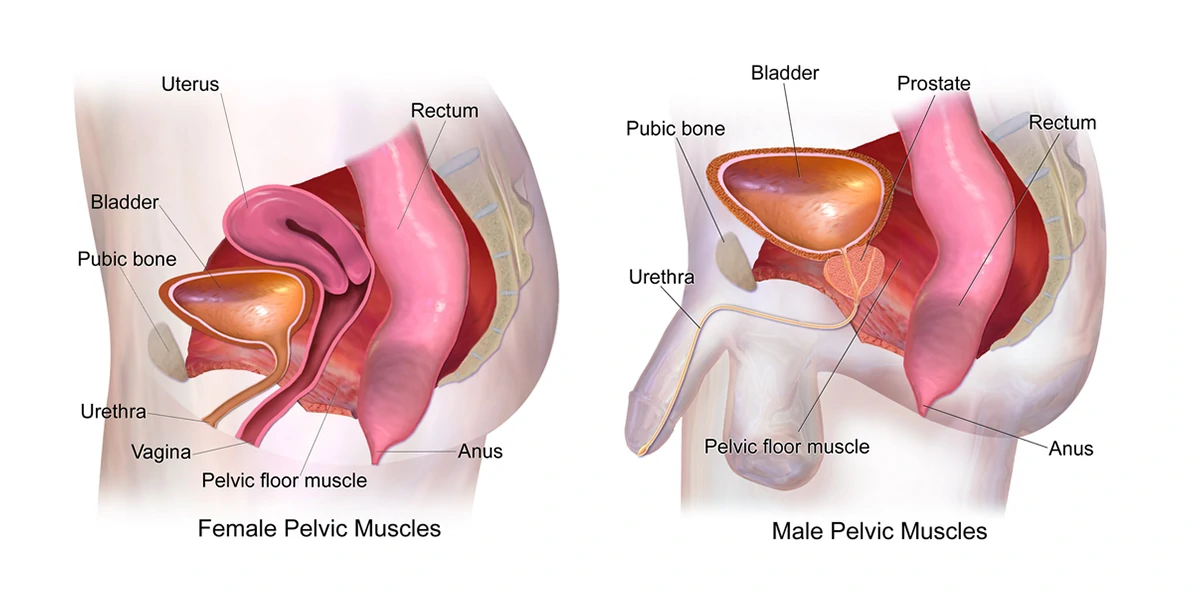 pelvic muscles