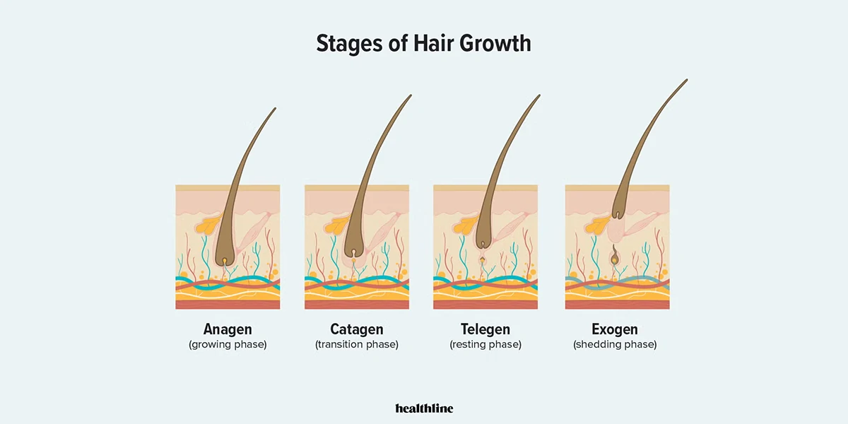 Stage of Hair Growth
