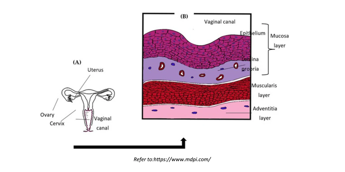 Vaginal Structure
